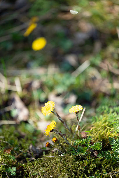 A single bright yellow valerian flower on a stem with tiny leaves growing on brown soil with dry leaves and grass.