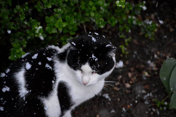 black and white cat and snowflakes all over it