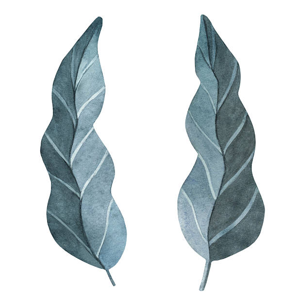 istock Elegant watercolor willow leaves in soft gray-blue tones. Hand-painted botanical set ideal for minimalist designs, wedding invitations, and sophisticated seasonal compositions 2213586741