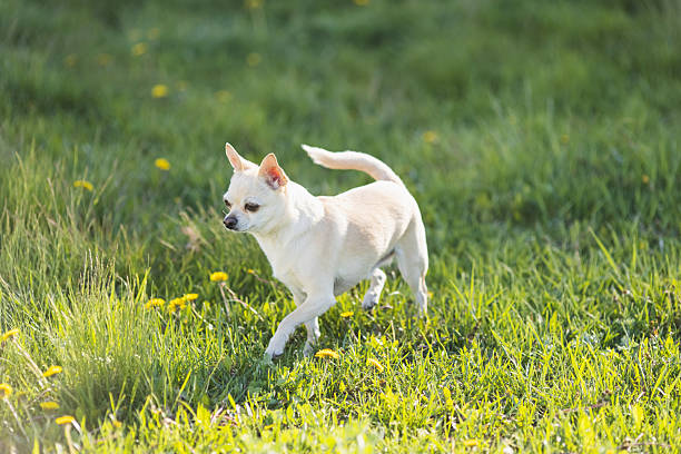Chihuahua playing on grass