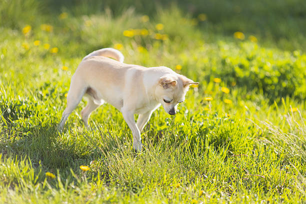 Chihuahua playing on grass