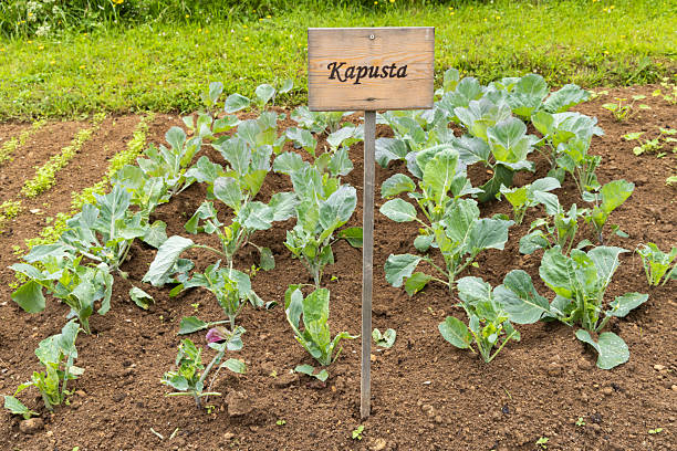 Cabbage plants thriving in a well tended garden in Zuberec, Slovakia