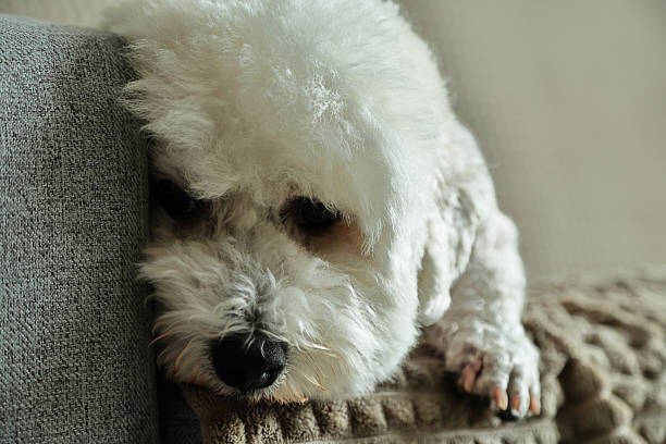 istock Sad dog lying on the sofa 2213589943