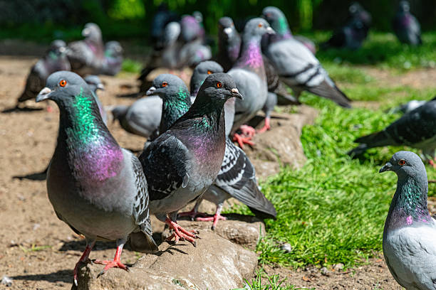 istock Feeding wild pigeons on the street 2213589969