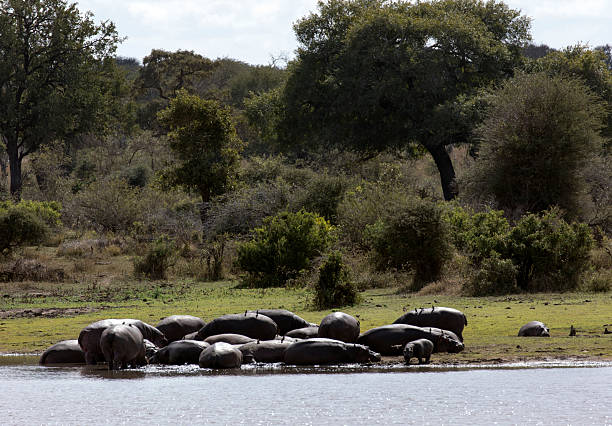 istock A large group of hippo in river 2213590764