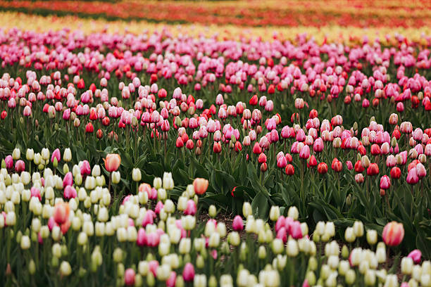 Beautiful tulips in a field on a tulip farm. Shot with a Canon 5D Mark IV.