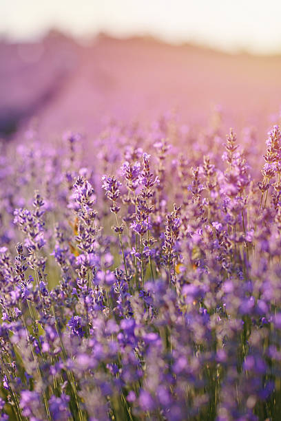 istock Purple lavender flowers with selective focus 2213595680