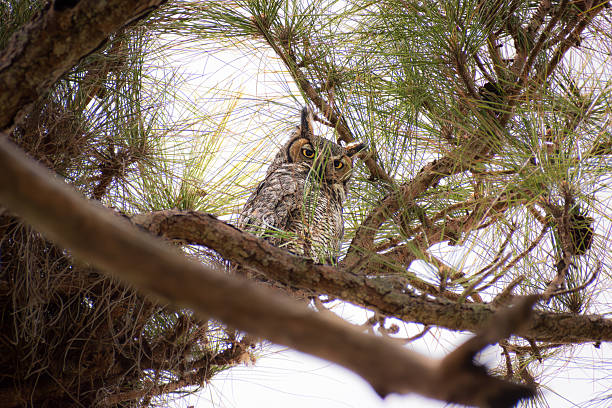 istock Great horned owl (Bubo virginianus) perched next to a nest on a slash pine tree branch in Dunedin, Florida against a natural blurry background of tree branches and pine foliage 2213597758