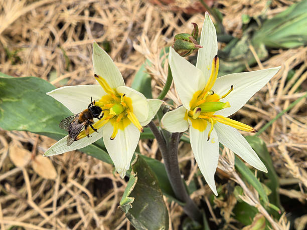 Bee gathering nectar on a blooming Turkestan tulip flower (Tulipa turkestanica). Shallow depth of field.