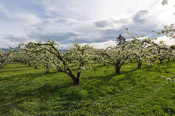 istock Blooming apple orchard in spring. Kelowna, Okanagan. 2213599283