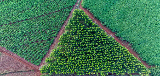 istock dirt roads forming geometric lines between sugarcane and eucalyptus plantations 2213599715
