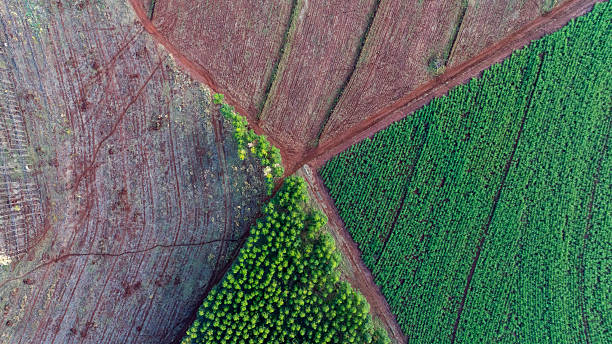 istock dirt roads forming geometric lines between sugarcane and eucalyptus plantations 2213599717