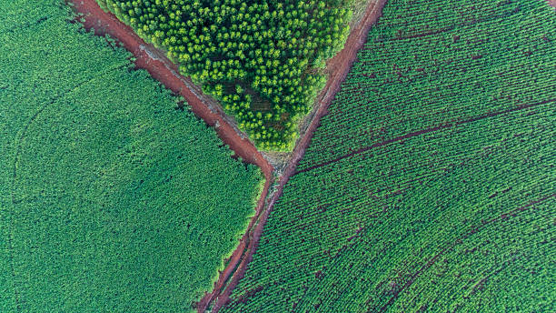 istock dirt roads forming geometric lines between sugarcane and eucalyptus plantations 2213599810