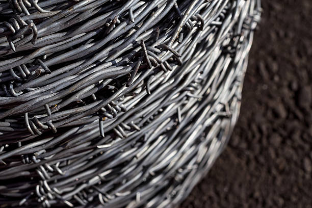 Contrasting Bonds: Nature's Resilience Amidst Barbed Wire in Northern Europe