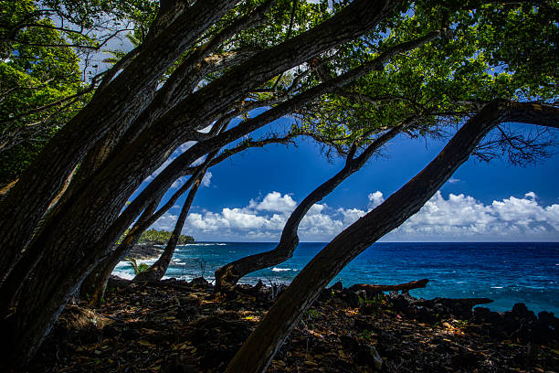 Film photograph of palm trees in front of the ocean on a tropical island.