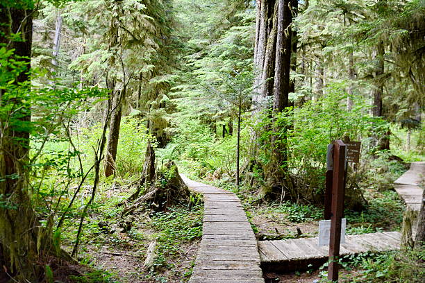 istock Trees and trails in Carmanah Walbran Provincial Park 2213604118