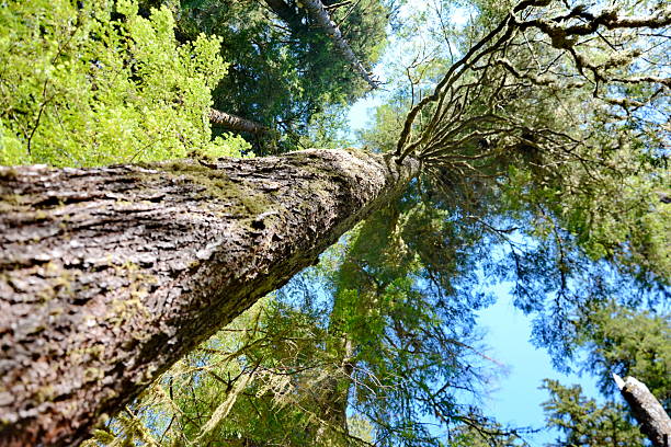 istock Trees and trails in Carmanah Walbran Provincial Park 2213604181