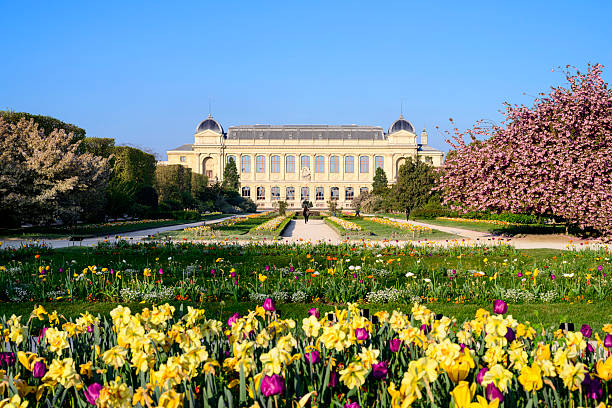 Paris : jardin des plantes in spring, with the pink sakura (prunus serrulata) in bloom.