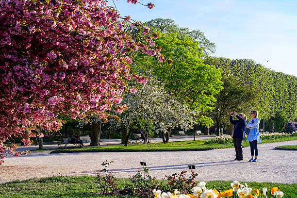 Paris : jardin des plantes in spring, with the pink sakura (prunus serrulata) in bloom.