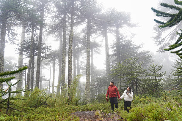 istock Tourists walking in the misty monkey puzzle tree forest in southern chile 2213610734