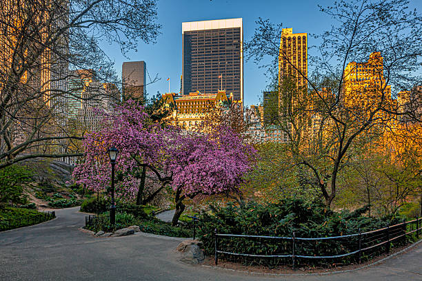 istock Central Park in spring, early morning 2213611055
