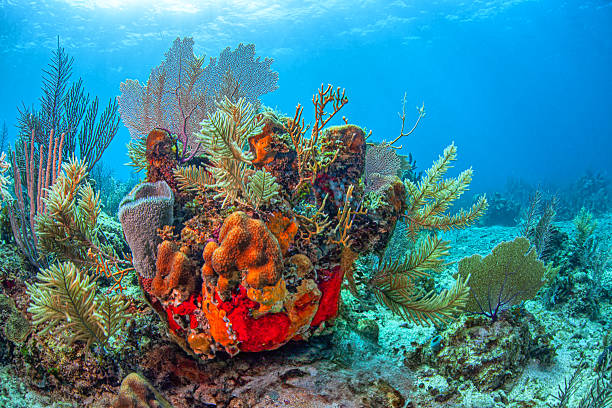istock Caribbean coral garden, Bonaire 2213611402