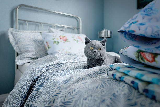 Digitally rendered serene bedroom scene featuring a British Shorthair cat lounging on intricately patterned floral bedding. The vivid colors and attention to detail create a calming ambiance, highlighting the warmth and coziness of the setting. The soft lighting enhances the textures of the fabric and fur, evoking a sense of tranquility and comfort in a domestic environment.