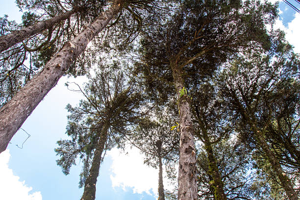 istock Araucaria trees seen from below in native forest. 2213613683