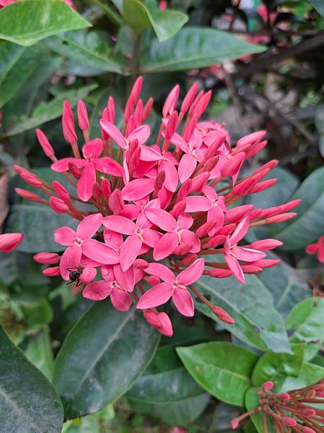 istock Vibrant Pink Flower Cluster in a Verdant Natural Setting 2213613830