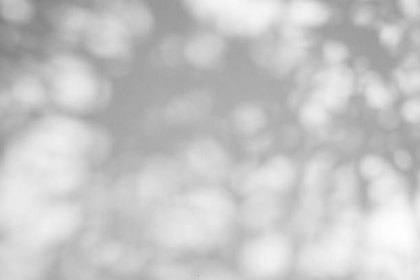 istock Abstract natural tree leaves shadow on white wall background 2213615318