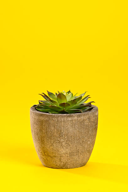 Small Succulent Plant Isolated on a Yellow Background