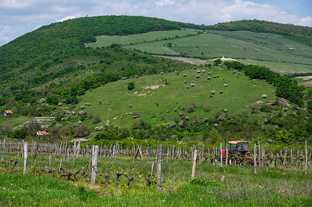 A red tractor moves between rows of pruned grapevines in a spring vineyard, set against a backdrop of lush, rolling hills and scattered shrubs. The scene blends agricultural labor with the tranquility of rural nature and seasonal renewal.