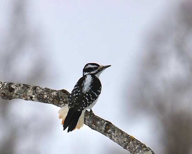 Hairy Woodpecker (female) (picoides villosus) looking back from a leafless branch with it's tail feather spread wide