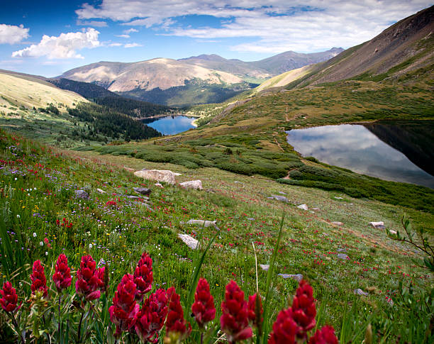 istock Colorado Mountains and Wild Flowers 2213622006