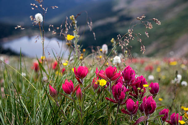 Wild Flowers in Colorado Mountains