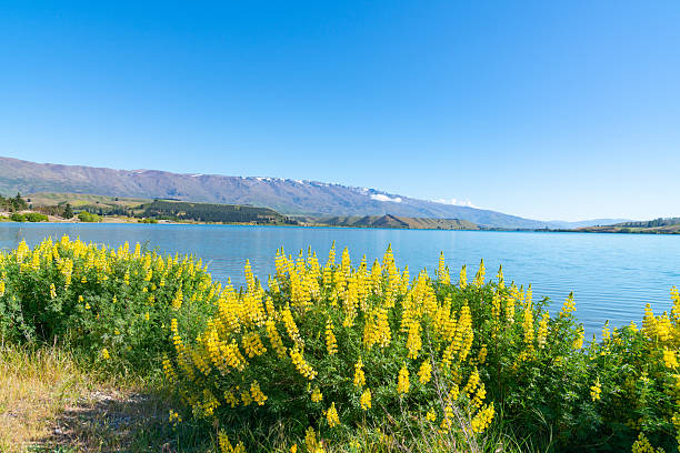Beautiful Lake Dunstan landscape with yellow lupins in foreground and distant Southern Alps across lake at Cromwell, South Island, New Zealand.