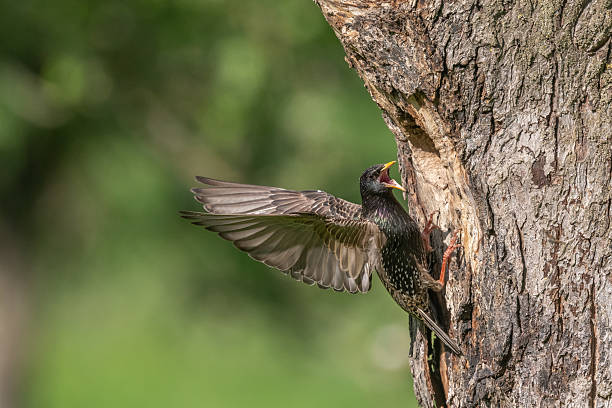 istock Common starling (Sturnus vulgaris) at the nest to feed its chicks. 2213625120