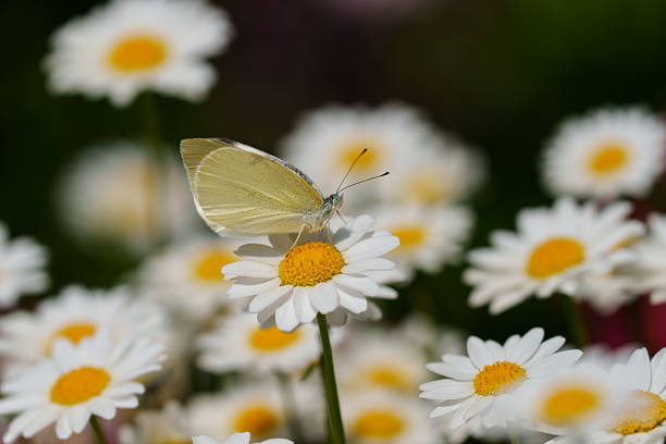A Monarch Butterfly resting on a Shasta Daisy, Snow Lady,  Chrysanthemum Flower, surrounded by other Shasta Daisies, some spent, in the garden.