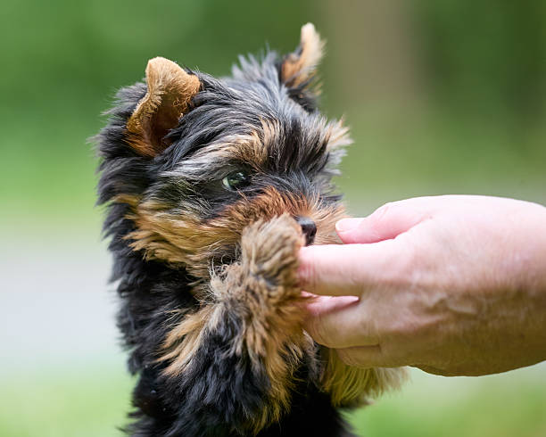 istock Small Yorkshire Terrier puppy interacts with human hand, gently biting or licking fingers. Black and tan fluffy coat. Blurred green outdoor background. 2213625815