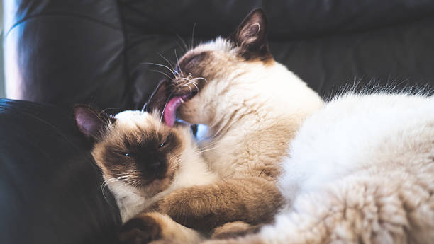 istock Ragdoll cat cute fluffy paw close up animal 2213627276