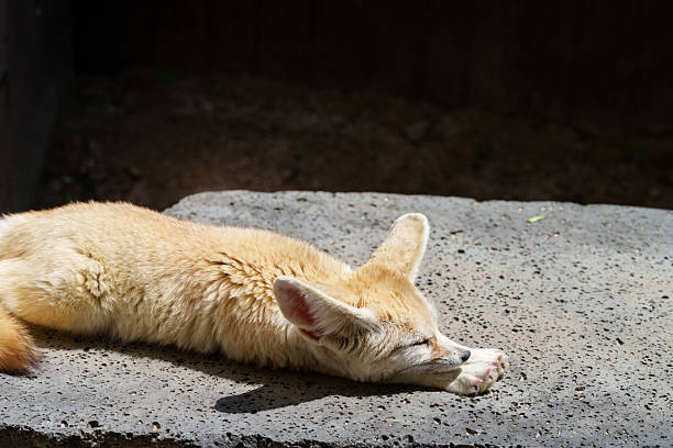 female fox together with her puppy in garden in berlin in the spring sun