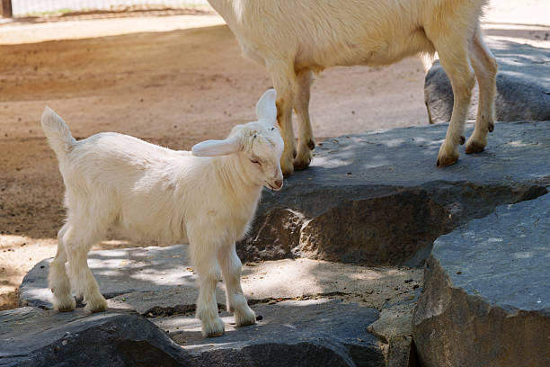 A small and cute white baby goat standing on a rock