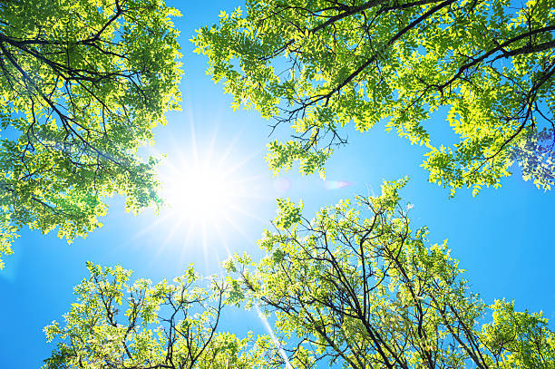 istock Spring background with fresh green trees and sunny blue sky 2213632071