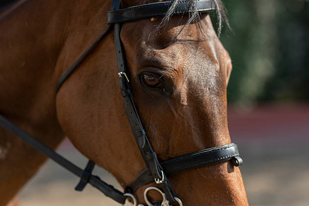 istock Brown horse wearing a bridle looking down in mexico 2213636820