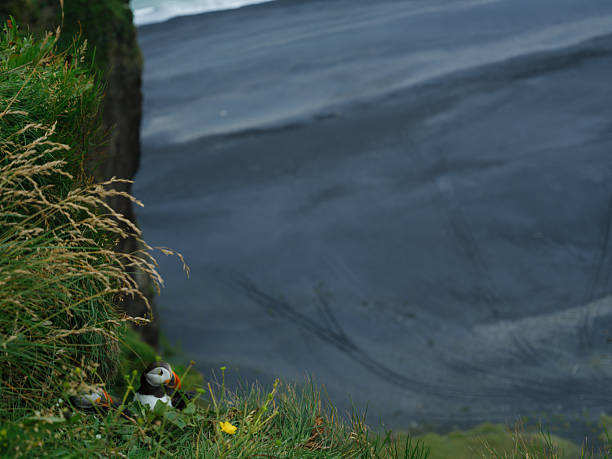 Puffins nesting on the cliff  among flowers above black sand beach in Iceland