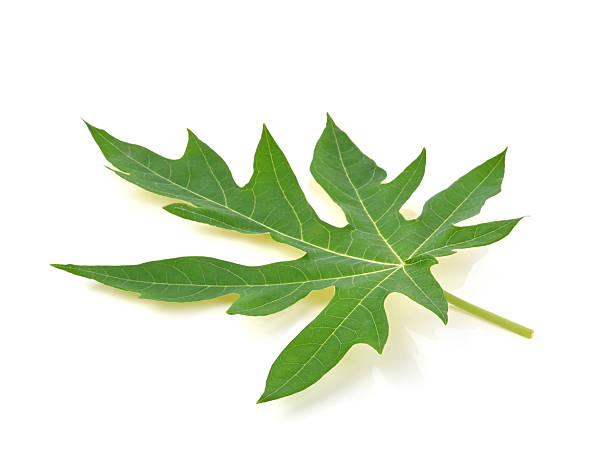 istock papaya Leaf isolated on white background. 2213645889