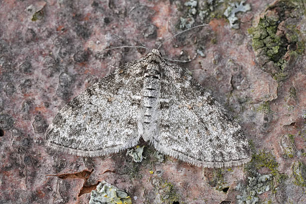 istock Closeup on the grey colored Seraphim geometer moth, Lobophora halterata with spread wings 2213646429