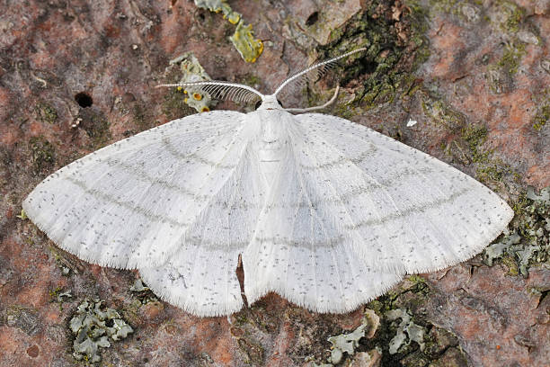 istock Closeup on a Common White Wave geometer moth, Cabera pusaria with spread wings 2213646952