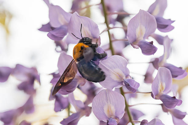 Wisteria flowers and insects - Background material with the image of early summer