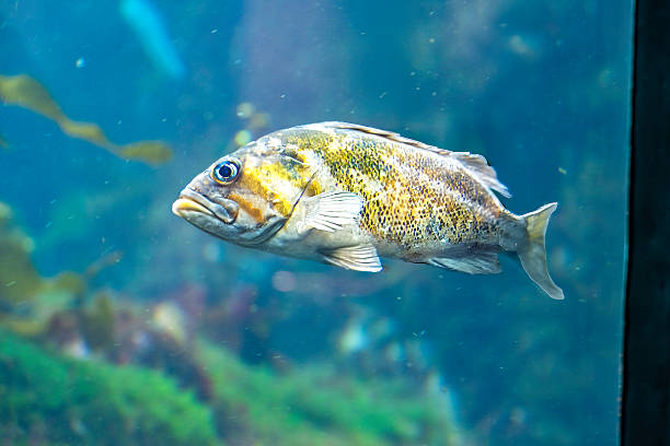 istock Large Mouth Bass swimming through a kelp forest 2213652676